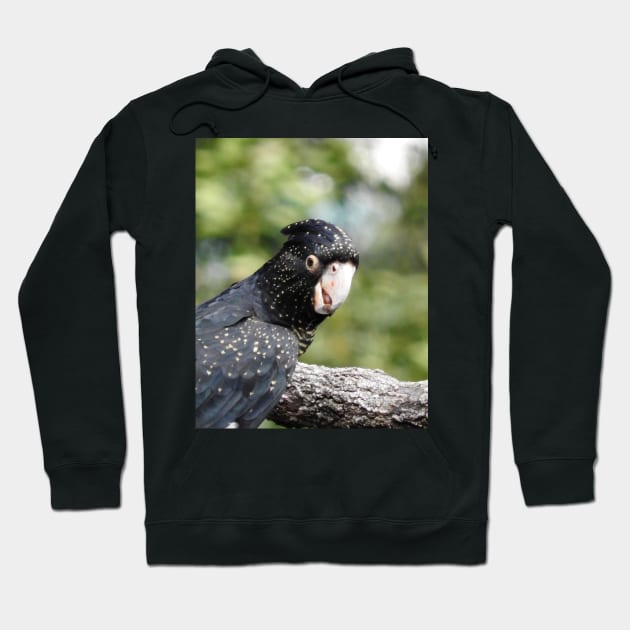 Red-tailed Black Cockatoo Hoodie by kirstybush